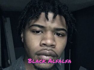 Black_Alfalfa