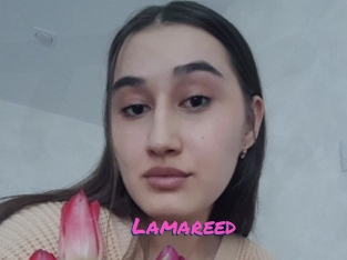 Lamareed